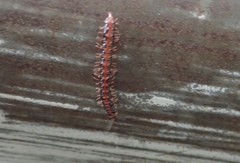 Helicorthomorpha holstii