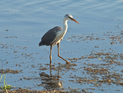 Egretta picata