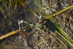 Aeshna canadensis