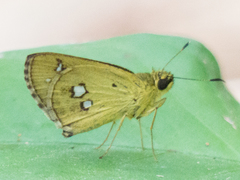 Scobura isota