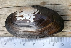 Strophitus undulatus