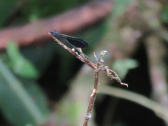 Polythoridae