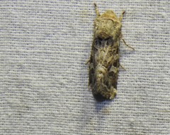 Saragossa siccanorum