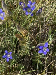 Gentiana affinis ovata
