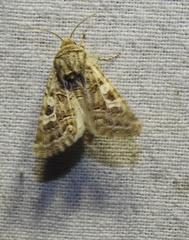 Saragossa siccanorum