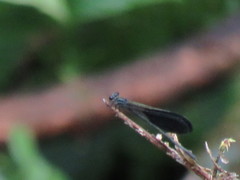 Polythoridae