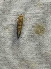 Tegostoma comparalis