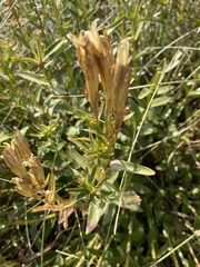 Gentiana affinis ovata