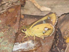 Scobura isota