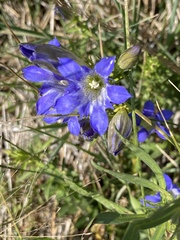 Gentiana affinis ovata