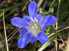 Gentiana affinis ovata