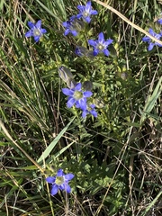 Gentiana affinis ovata