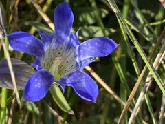 Gentiana affinis ovata