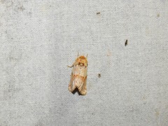 Mycteroplus puniceago