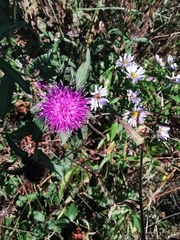Centaurea nigra