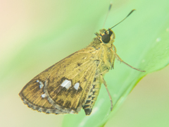 Scobura isota