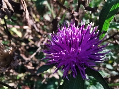 Centaurea nigra