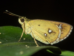 Scobura isota