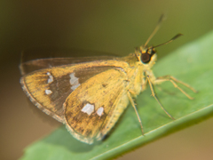 Scobura isota