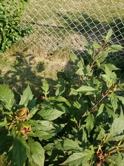 Hibiscus sabdariffa