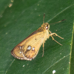 Scobura isota