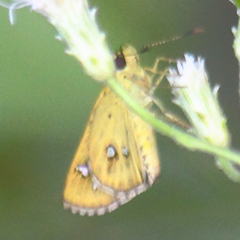 Scobura isota