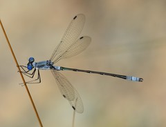 Lestes forcipatus
