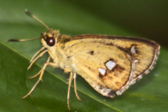 Scobura isota