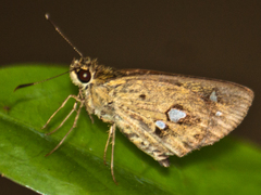 Scobura isota