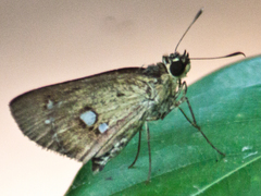 Scobura isota