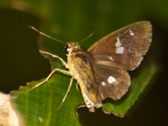 Scobura isota