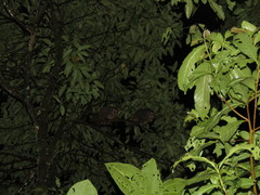 Aotus lemurinus