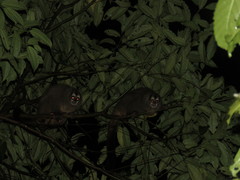 Aotus lemurinus