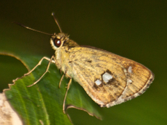 Scobura isota