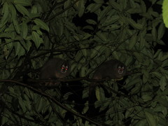 Aotus lemurinus