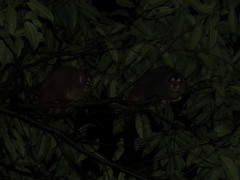 Aotus lemurinus