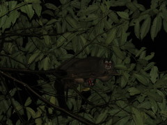 Aotus lemurinus