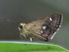 Scobura isota