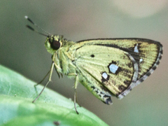 Scobura isota