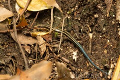 Plestiodon japonicus