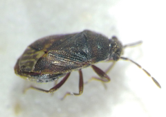 Stygnocoris fuligineus