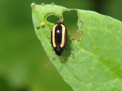 Phyllotreta undulata