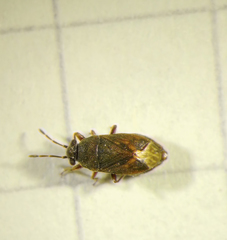 Stygnocoris fuligineus