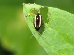 Phyllotreta undulata