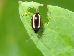 Phyllotreta undulata