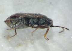 Stygnocoris fuligineus