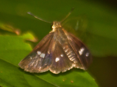 Scobura isota