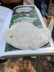 Calcipostia guttulata