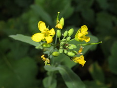 Phyllotreta undulata