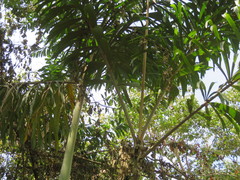 Socratea